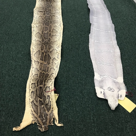 Other | Authentic Burmese Python Pelt Approx 15 | Poshmark